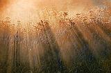 Misty Backlit Fallow Field_20261